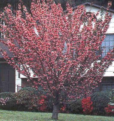 kwanzan flowering cherry tree pictures. kwanzan flowering cherry tree