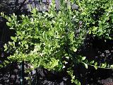 Manhattan Euonymus